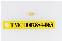 藏品(細足澤蟹)的圖片